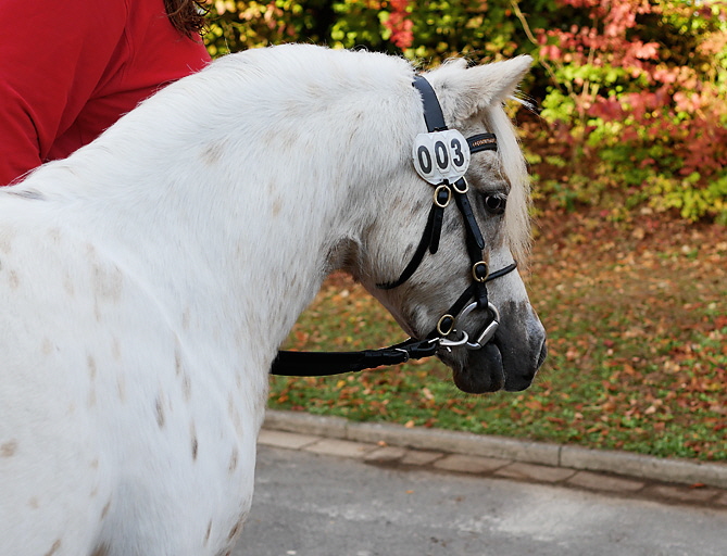 Schrotty Koerung P1420441 Schrotty Koerung P1420441