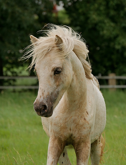 Spotty Kopf1 Spotty Kopf1