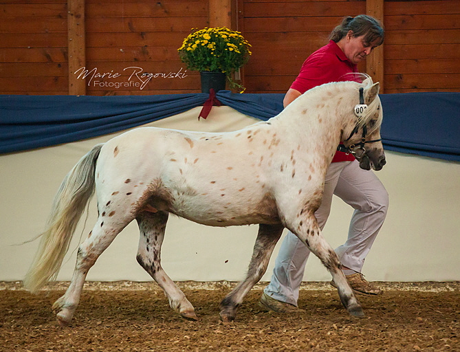 Spotty_trab_ Spotty_trab_